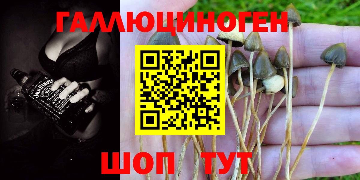 Псилоцибиновые грибы Psilocybine cubensis Зима